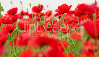 poppy field