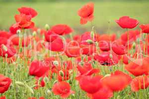 spring scene with red poppy field