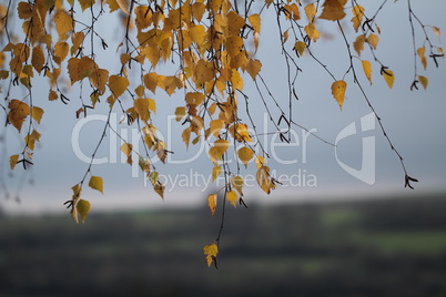 Birch foliage