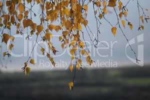 Birch foliage