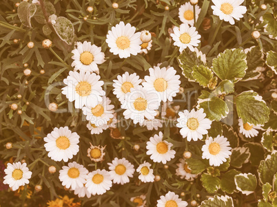 Retro looking Daisy flower