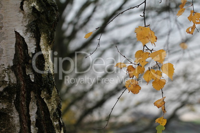 Birch foliage