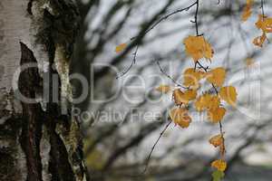 Birch foliage