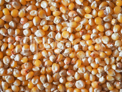 Pop corn maize