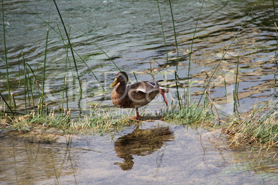 Duck on the river