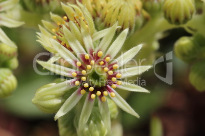 Sempervivum flower