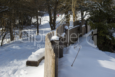 Winter in the woods