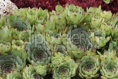 Sempervivum flower