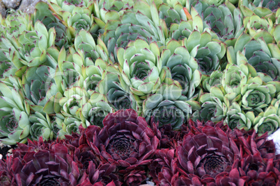 Sempervivum flower