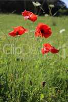 Red poppy flowers