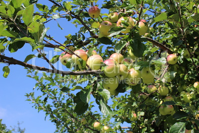 Branches of apple