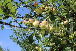 Branches of apple