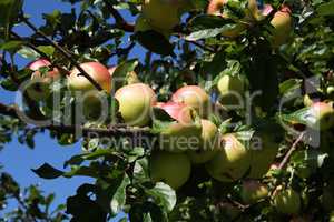 Branches of apple