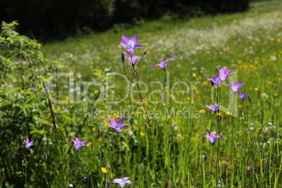 Flowers on the meadow