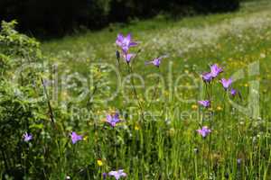 Flowers on the meadow