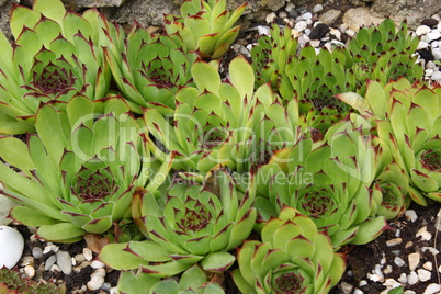 Sempervivum flower