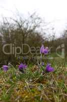 Purple pasque flowers in springtime