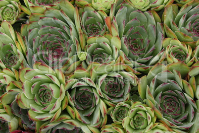 Sempervivum flower