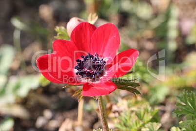 Anemone