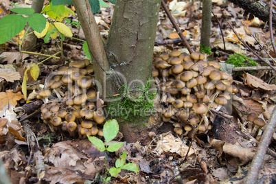 Wild Mushrooms