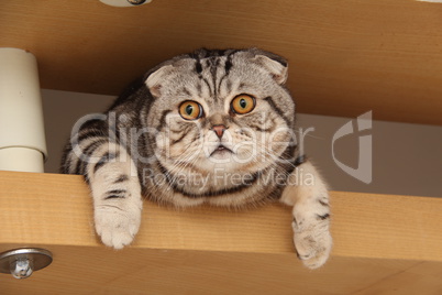 British Shorthair kitten