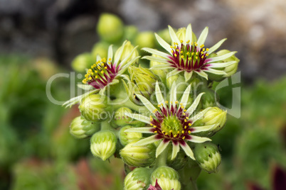 Sempervivum flower