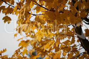 Yellow maple leaves