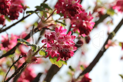 Spring flowering