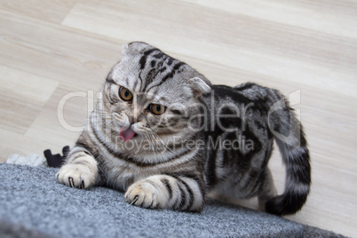 British Shorthair kitten