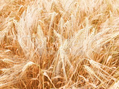 Retro looking Barleycorn field