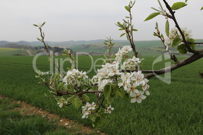 Spring flowering of fruit trees