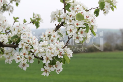 Spring flowering of fruit trees