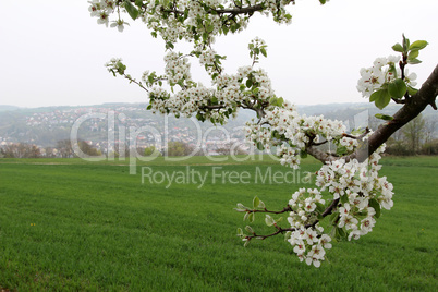 Spring flowering of fruit trees