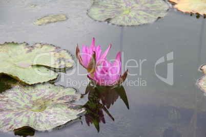 Aquatic plants / water lilies