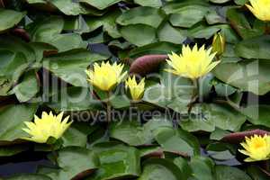 Aquatic plants / water lilies