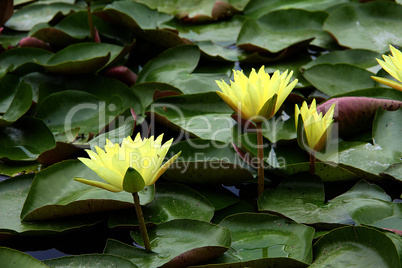 Aquatic plants / water lilies