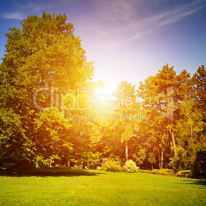 summer park with beautiful green lawns