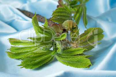 Young growing leaves on a chestnut branch.