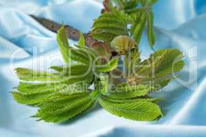 Young growing leaves on a chestnut branch.