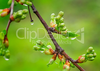 Blossoming buds of cherry with water droplets after a rain.