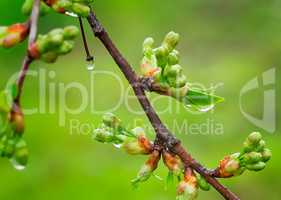 Blossoming buds of cherry with water droplets after a rain.