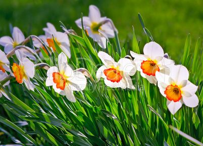 Narcissuses blossoming in a garden among a green grass.