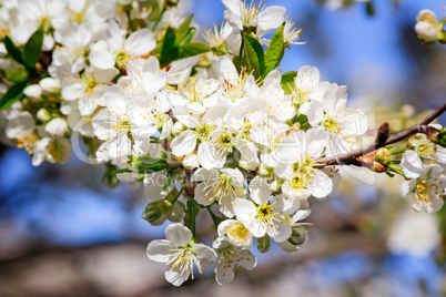 Branch of blossoming cherry against the blue sky.