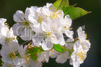 Branch of blossoming cherry with a large amount of white colors