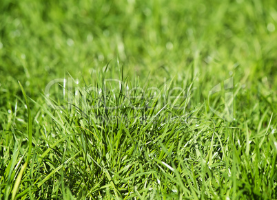 Young green grass on a lawn.