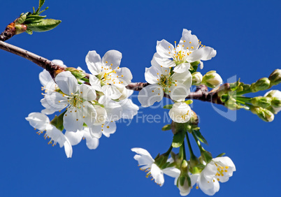 Branch of blossoming cherry against the blue sky.