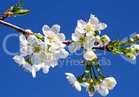 Branch of blossoming cherry against the blue sky.
