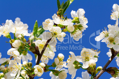 Branch of blossoming cherry against the blue sky.