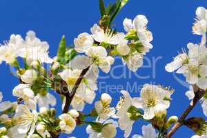 Branch of blossoming cherry against the blue sky.