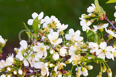 Branch of blossoming cherry against a green garden